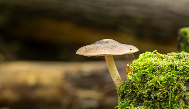A small brownish-grey mushroom cap growing on a moss-covered log in a forest environment. Small wood-decay fungus. Pluteus sp.