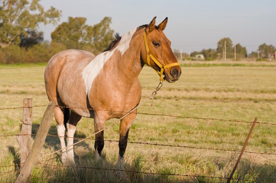 Pinto horse standing in pasture with barbed wire fence