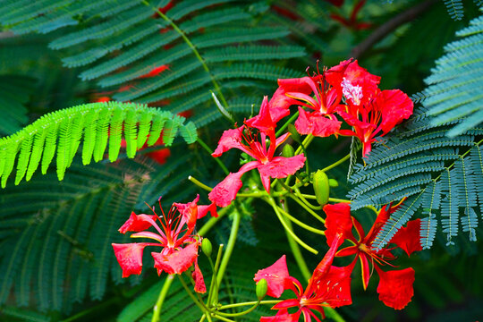 Gulmohar tree (Delonix regia), also known as Royal Poinciana or flame tree, showcasing clusters of bright scarlet flowers surrounded by its distinctive feathery foliage