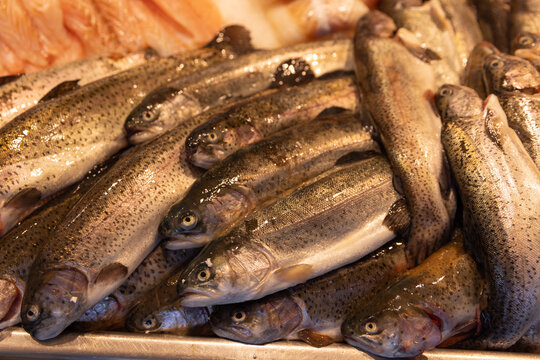 Forellen auf dem Fischmarkt