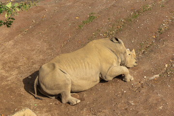 White Rhinoceros Calf (Ceratotherium simum) Napping on Sandy Ground © Anja