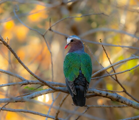 Fototapeta premium Asian Emerald Dove Perched in Forest Branches in Sri Lanka
