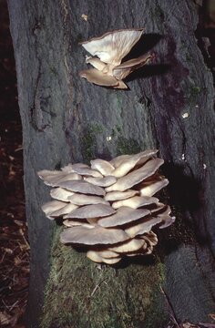 Pleurotus ostreatus -Oyster mushroom cluster on decaying wood &ndash; wild forest growth