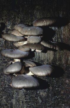 Pleurotus cornucopiae &ndash; Branched oyster mushroom cluster on decaying wood
