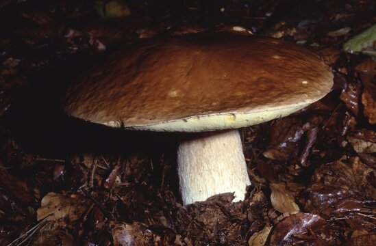 Porcini (Boletus edulis) on forest floor &ndash; premium wild mushroom