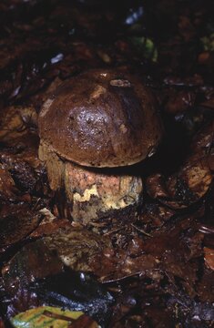 Boletus erythropus &ndash; Red‑foot bolete on forest floor