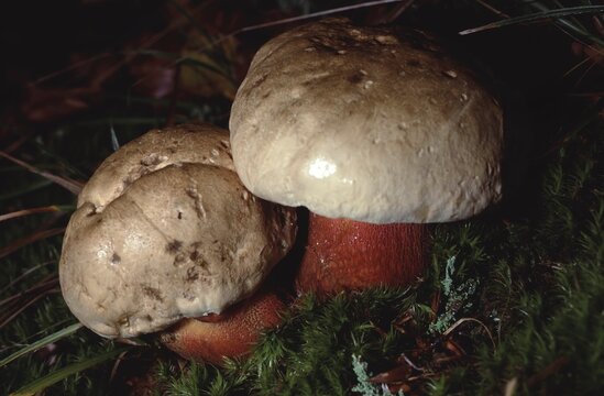 Boletus pachypus &ndash; Thick‑stem bolete on forest floor