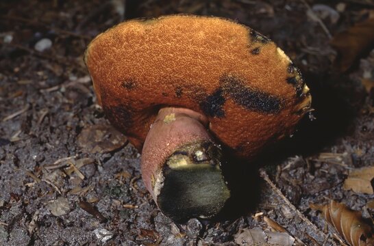Boletus erythropus &ndash; Red‑foot bolete cut open with exposed pore surface on the Spessart forest floor
