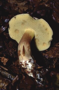 Xerocomus chrysenteron &ndash; Red‑cracked bolete on forest floorshowing the hymenophore with tubules (pore surface) on the underside