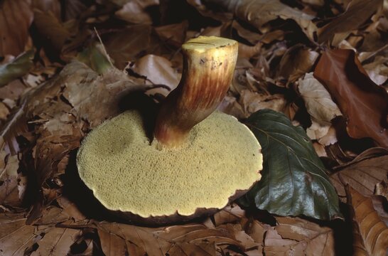 Xerocomus chrysenteron &ndash; Red‑cracked bolete on forest floor, showing the hymenophore with tubules (pore surface) on the underside