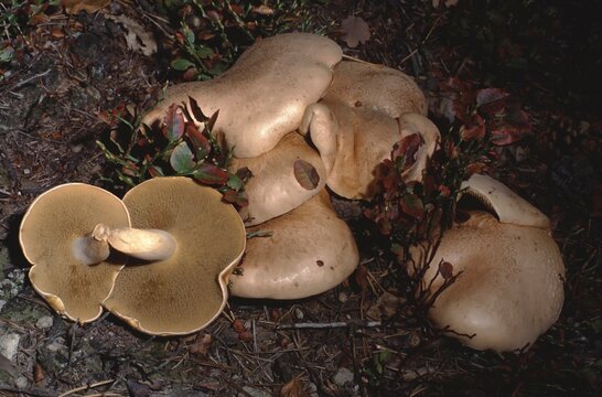 Suillus bovinus &ndash; Bovine bolete on forest floor, one mushroom showing the hymenophore with tubules (pore surface) on the underside