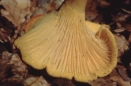 Cantharellus cibarius &ndash; Golden chanterelle on forest floor, showing the hymenophore with blunt, forked ridges (false gills) on the underside