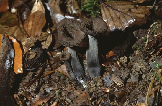 Cantharellus cornucopioides &ndash; Black trumpet mushroom on forest floor