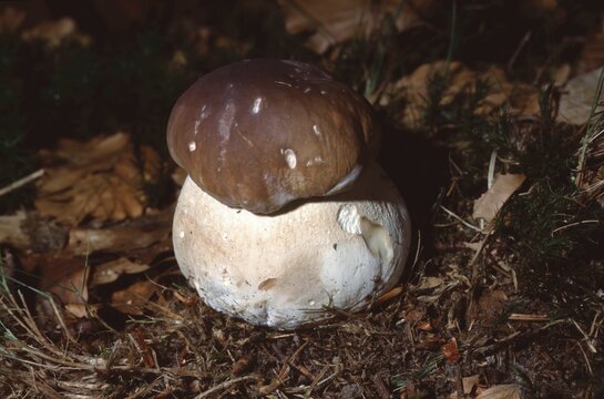 Porcini (Boletus edulis) on forest floor &ndash; premium wild mushroom