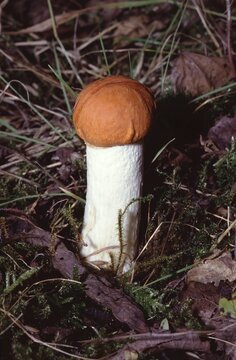Leccinum aurantiacum &ndash; Red‑capped scaber stalk on forest floor