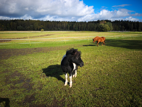 Black and white pony looking side in open pasture with chestnut horse grazing nearby