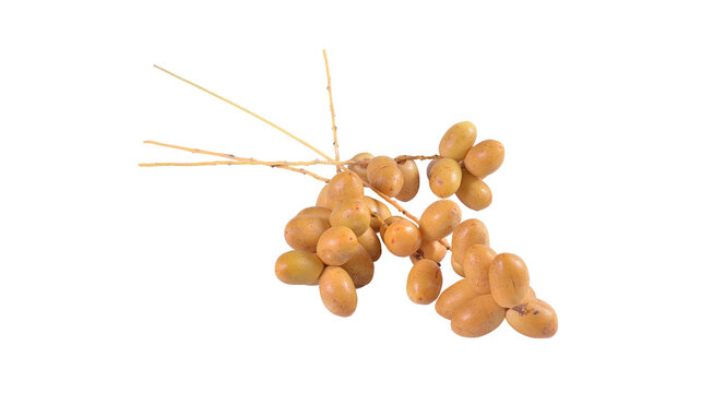 Fresh yellow dates hanging from a branch isolated on white background with yellow fruit raw food tropical fruit healthy food superfood agriculture vitamins nutrition freshness delicious