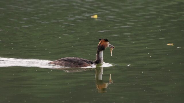 Great Crested Grebe Swimming with Fish and Diving Underwater 4K