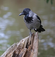 Obraz premium The crow is sitting on a sharp, dry stump, tucking one leg under itself
