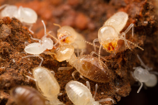 Worker termites - Brazil (Sao Paulo State)