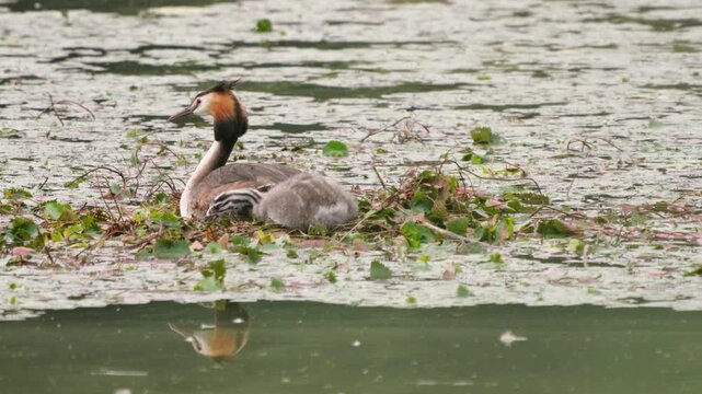 Great Crested Grebe Feeding Chick on Floating Nest in Slow Motion 4K