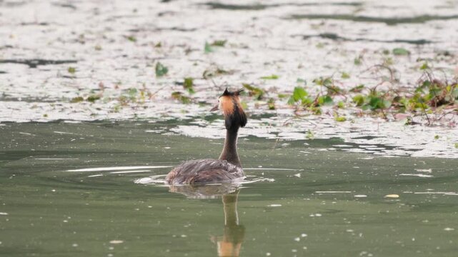 Great Crested Grebe Turning Around and Shaking Body on Water 4K