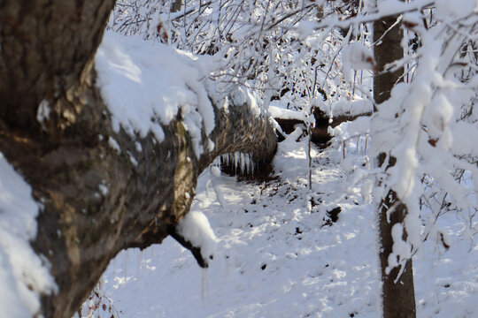 Snow laden tree branches with icicles in a winter forest