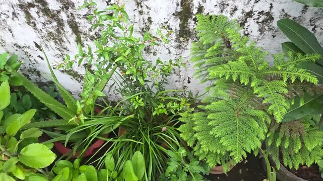 Lush Garden Plants Beside White Wall