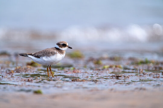 Common Ringed Plover resting on the coast.