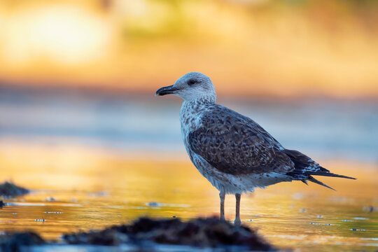  Great black-backed gull resting on the beach at sunrise.