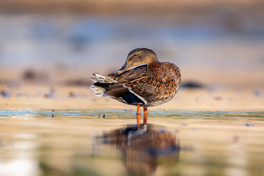 Female mallard duck on the shore of the pond.