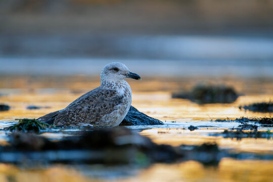  Great black-backed gull resting on the beach at sunrise.