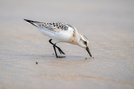 Sanderling resting on the coast.