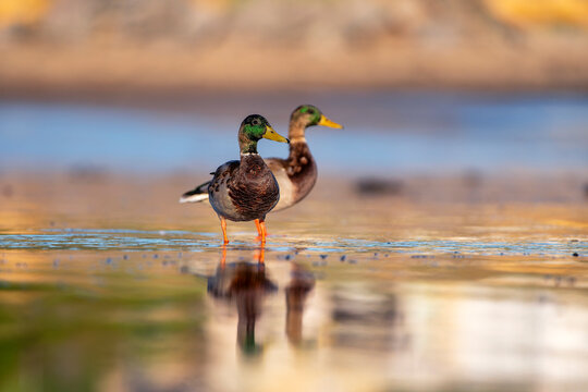 Male mallard duck on the shore of the pond.