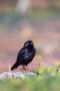 Spotless starling perched on a stone