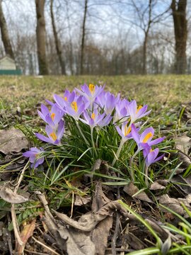 spring crocus flowers