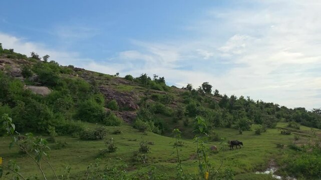 Scattered rocks cover a gently rising meadow filled with fresh greenery.