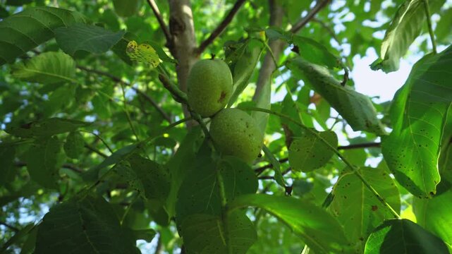 Green Walnuts Growing on Tree Branch in Sunny Garden