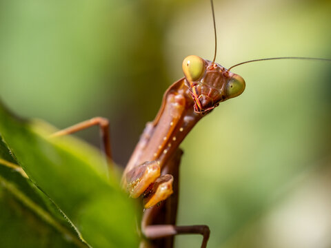 close-up macro photograph of a pale praying mantis on a green leaf