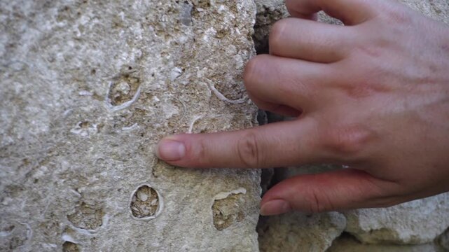 Finger Pointing to Shell Fragment in Limestone Building Block Close Up