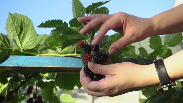 Hands Checking Ripe Blackberries on a Bush in a Home Garden
