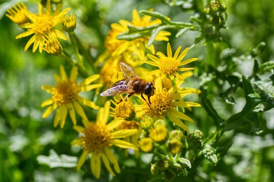 Macro of drone fly hoverfly on yellow ragwort wildflower cluster