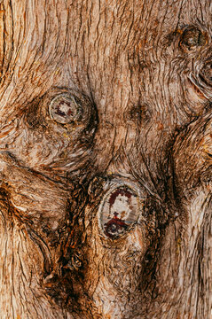 Natural abstract texture of rough tree bark with organic knots.