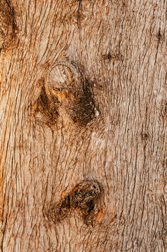 Detailed macro texture of old tree bark with natural patterns.