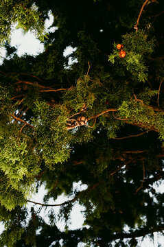 Lush green tree branches and foliage viewed from below in nature.