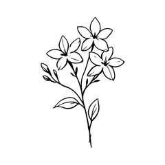 Obraz premium PNG Elegant floral line art design.