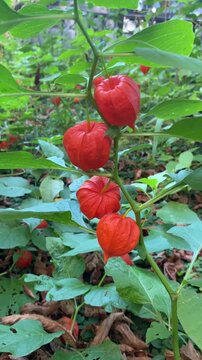 The video shows the fruit of the Chinese lantern (*Alkekengi*), a monotypic genus of herbaceous plants in the nightshade family (Solanaceae).