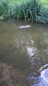 Vertical screen wild nutria swims through shallow pond waters beside tall reeds creating gentle ripples in a natural wetland habitat with fish visible beneath the surface