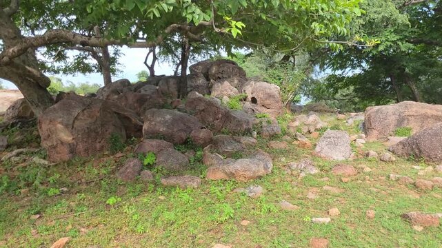 Ancient Tree Among Rugged Rocky Terrain