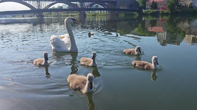 Adult swan and cygnets swimming on the Drava River in Maribor, Slovenia, with the historic Old Bridge and riverside buildings in the background.